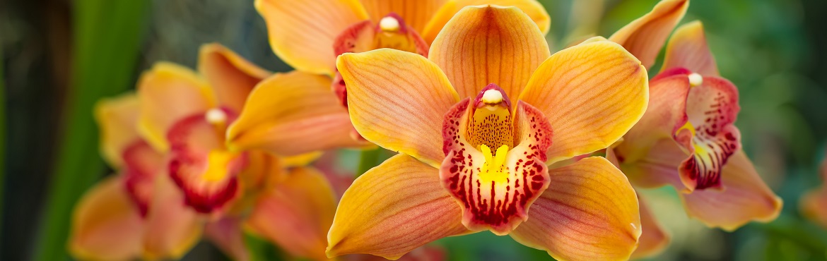 Orchideen draußen halten