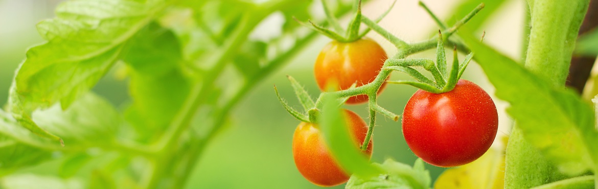 Tomaten ausgeizen oder nicht