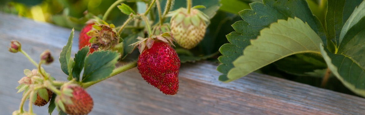 Erdbeeren im Hochbeet