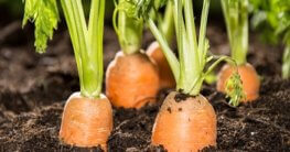 Karotten anpflanzen und ernten
