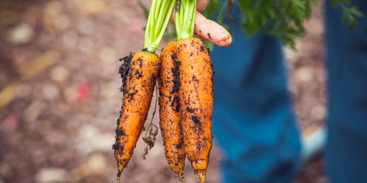 Karottenernte