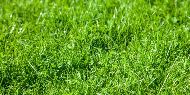 Langes Gras Rasen