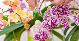Orchideen nach der Blüte schneiden Teaser